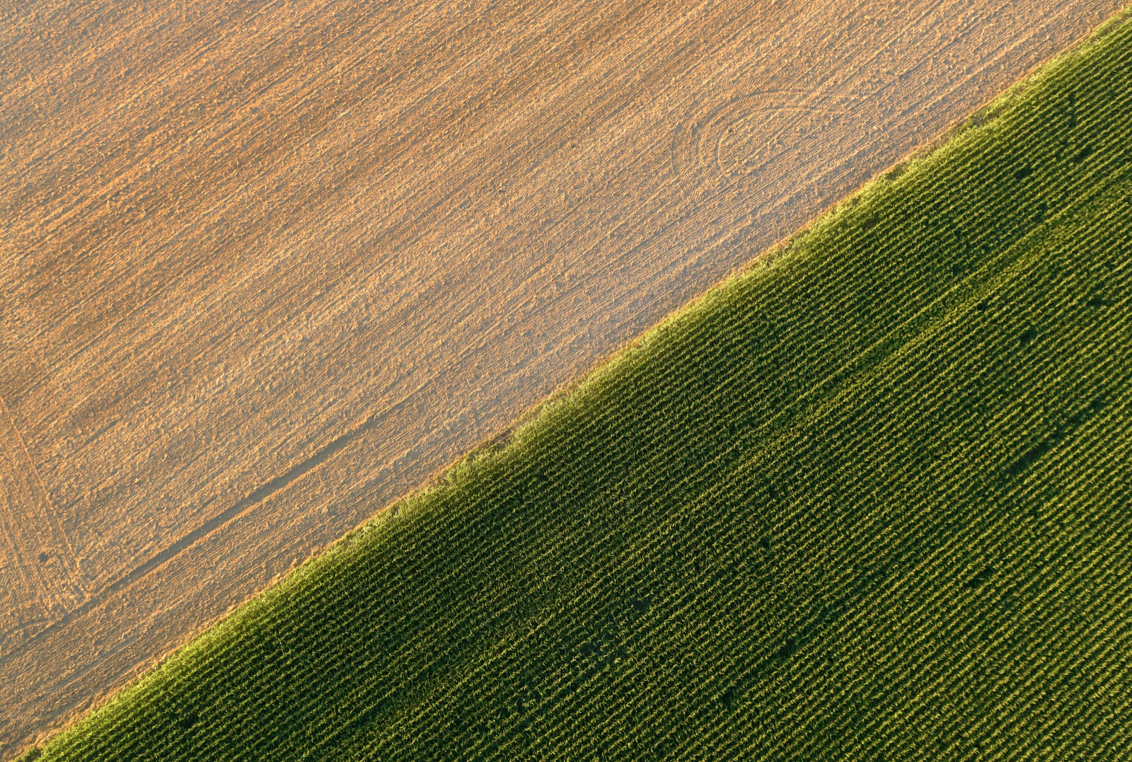 Wheat field in evening light